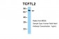 TCF7L2 antibody - middle region